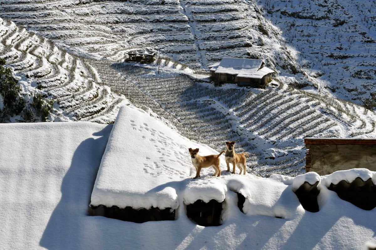 Snow-covered rice terraces in Sapa